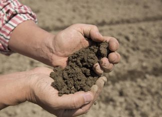 Pika (Toprak Yeme) Pika (Toprak Yeme)