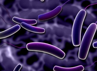 Tenya (Şerit-Yassı Solucan) Tenya (Şerit-Yassı Solucan)