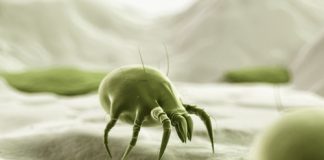 Mite Alerjisi Nasıl Tespit Edilir?