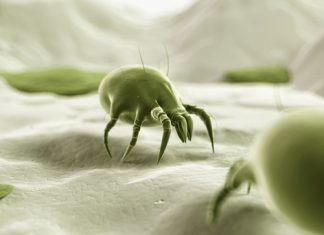 Mite Nedir? Mite Nedir?