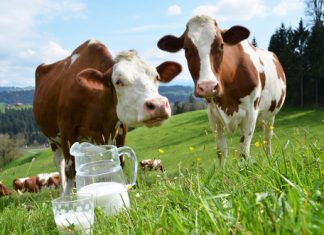 Süt İçmeyen Çocukların Boyu Kısa mı Kalır? Süt İçmeyen Çocukların Boyu Kısa mı Kalır