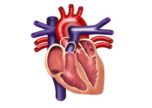 Kalbin Yapısı Kalbin Yapısı